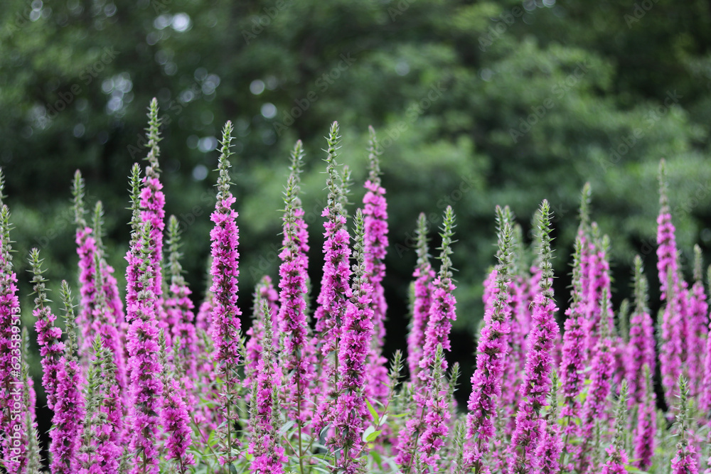 Fototapeta premium Beautiful pink veronica flowers in garden with blurred bushes in background