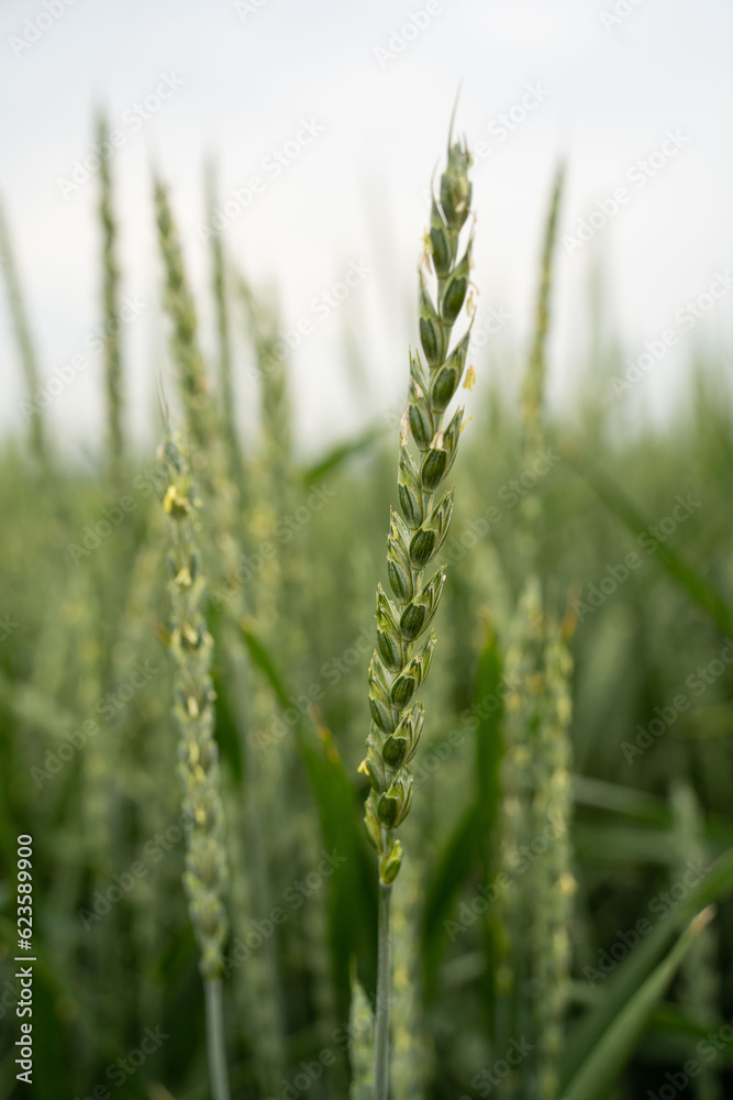 Dinkelähre in der Blüte Dinkelähre in der Blüte