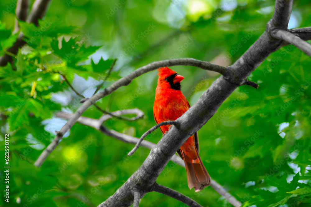 A Bright Red Cardinal Perched In A Tree In Spring A Bright Red Cardinal Perched In A Tree In Spring