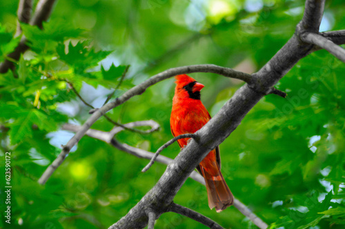 A Bright Red Cardinal Perched In A Tree In Spring