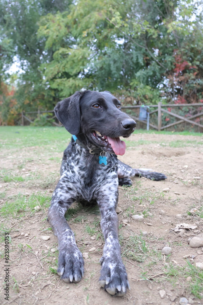 German shorthaired pointer dog portrait on grass German shorthaired pointer dog portrait on grass