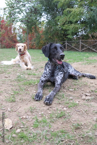 german shorthaired pointer and setter retriever mix on background