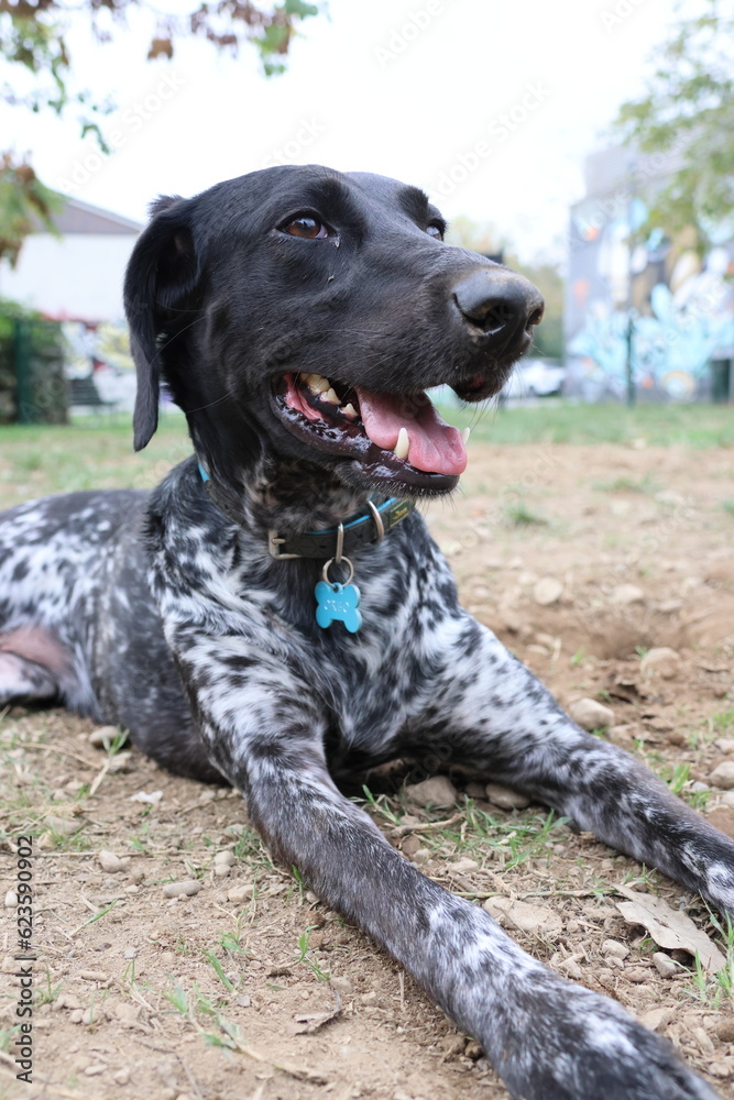 German shorthaired pointer playing on grass German shorthaired pointer playing on grass