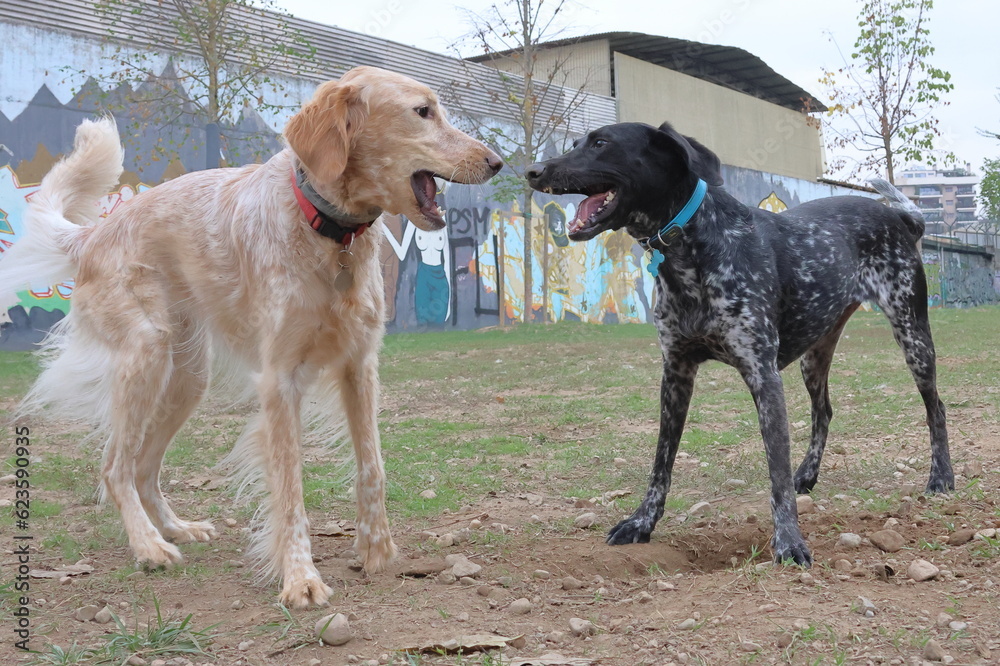 german shorthaired pointer and setter retriever mix playing