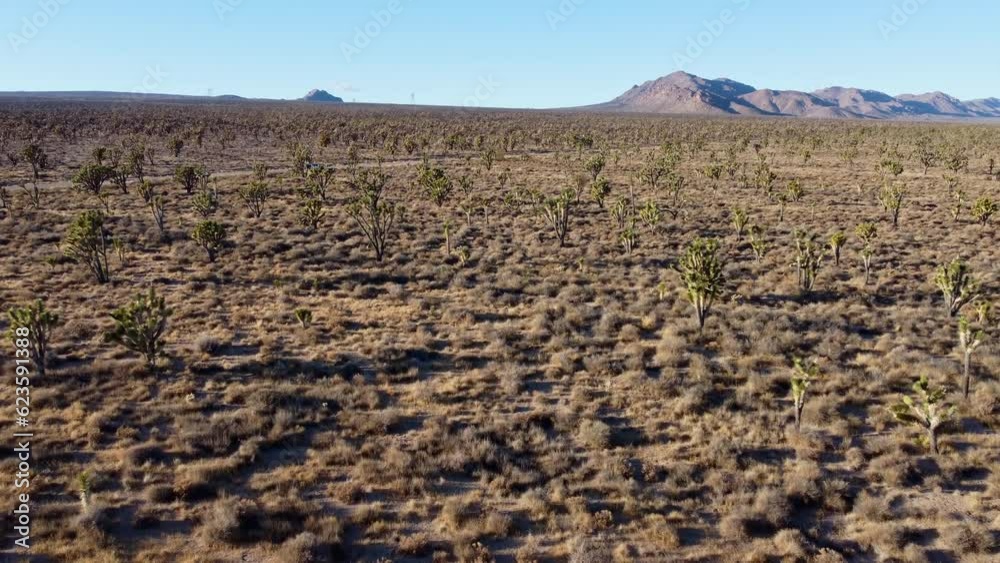Aerial view of many joshua tree in rural land Aerial view of many joshua tree in rural land
