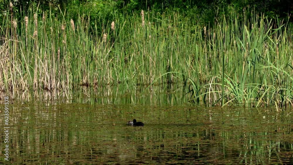 Pair of coots flirting in the pond under San Benedetto in Perillis. San Benedetto in Perillis, Abruzzo, Italy Pair of coots flirting in the pond under San Benedetto in Perillis. San Benedetto in Perillis, Abruzzo, Italy