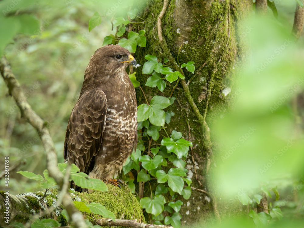 Wild Common buzzard in tree. Buteo buteo. Wild Common buzzard in tree. Buteo buteo.