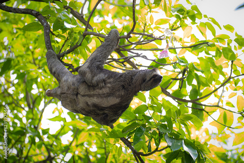 Sloth hanging on tree branch, cute face and relaxed © Juliana