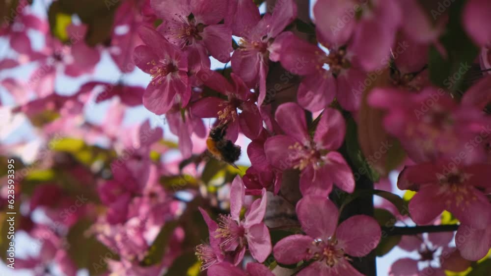 bumblebees and bees collect nectar on a pink flowering tree bumblebees and bees collect nectar on a pink flowering tree