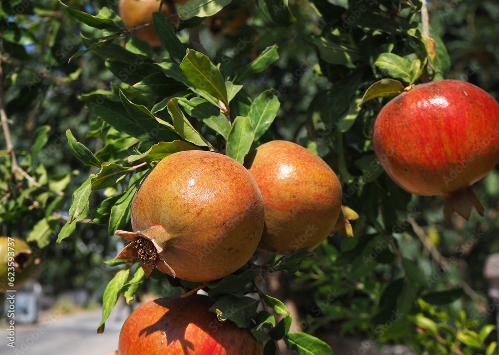 Ripe pomegranates on the tree Ripe pomegranates on the tree