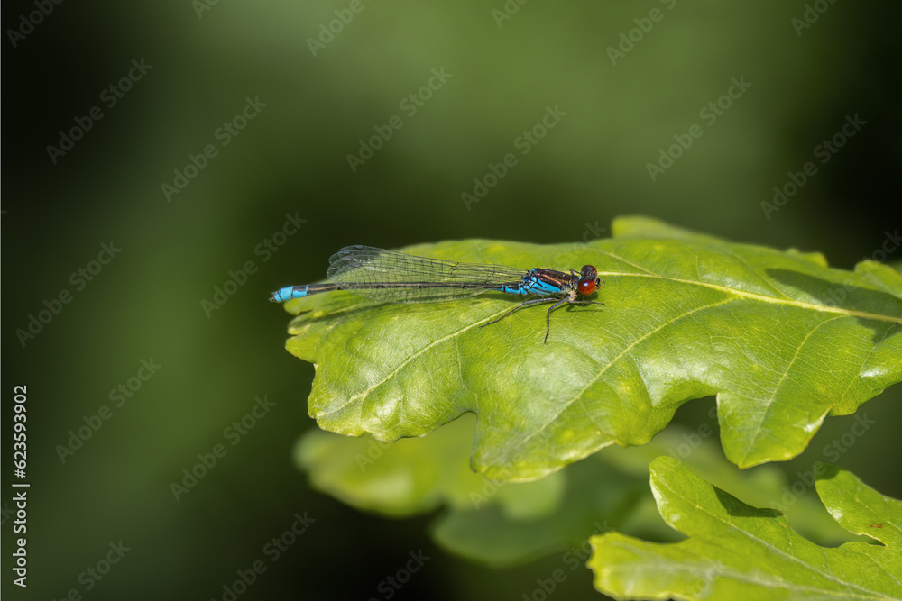 Red-eyed damselfly male sitting on a leaf. Side view, closeup, UK. Erythromma najas. Red-eyed damselfly male sitting on a leaf. Side view, closeup, UK. Erythromma najas.