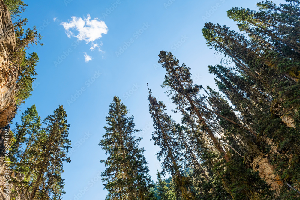 Pine trees in Johnston Canyon, Banff national park, Alberta, Canada. Pine trees in Johnston Canyon, Banff national park, Alberta, Canada.