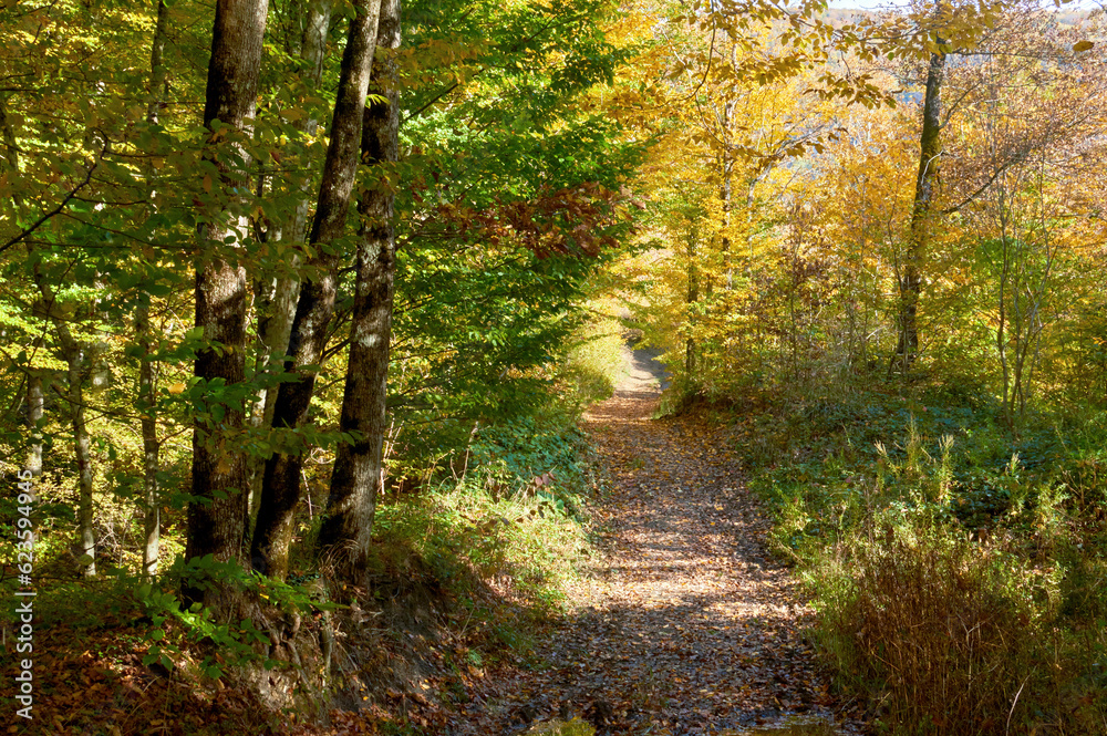 Fototapeta premium Landscape in the forest. Path in the forest. Hiking.