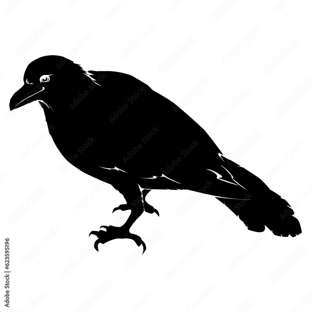 Obraz premium crow