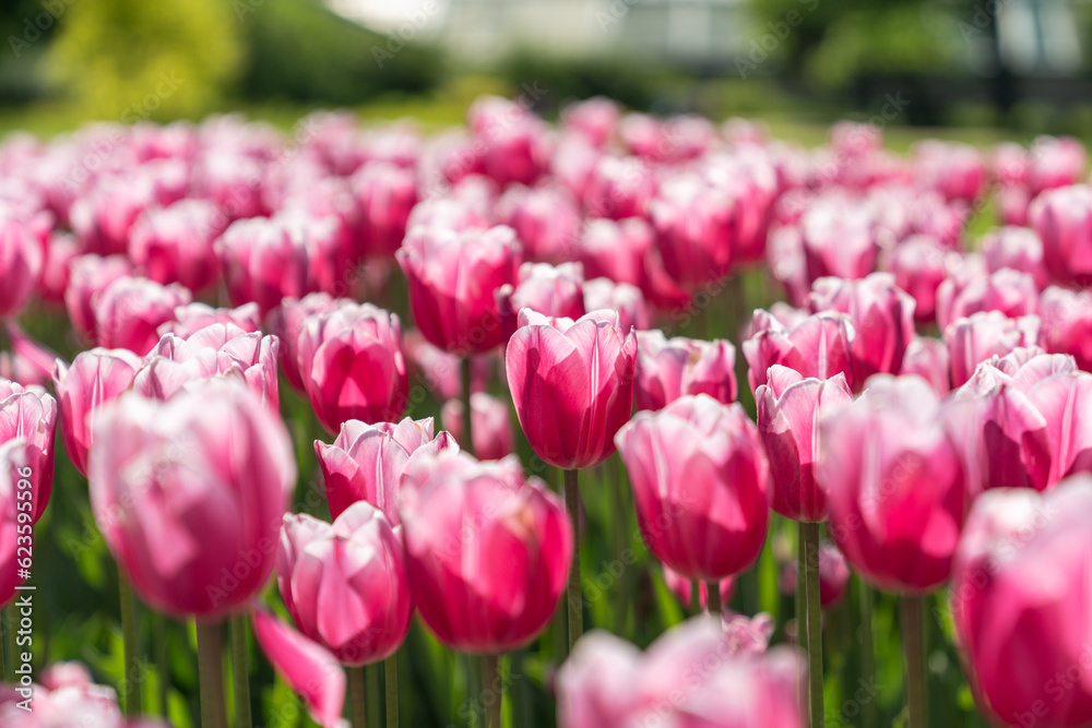 Bright pink tulips flowers in garden, scenery view on agricultural field with blooming flowers. Floral business, growing cultivation of plants. Agribusiness. Close-up tulip heads on long green stems.