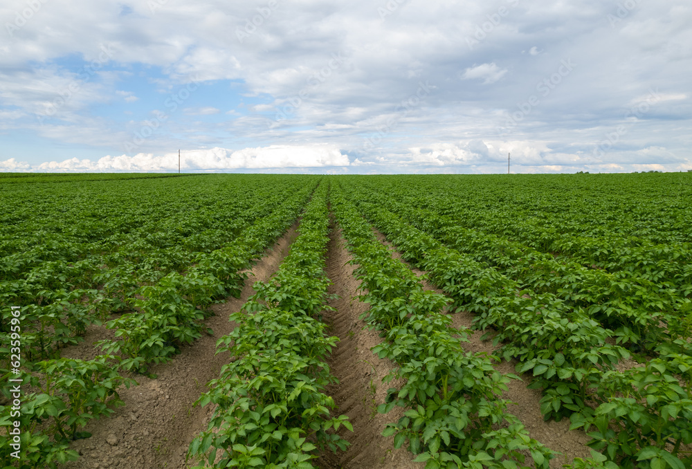 Green potato field, plantation with rows, aerial drone photo