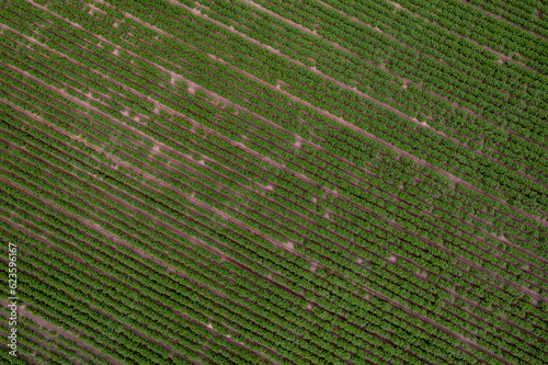Green potato field, plantation with rows, aerial drone photo