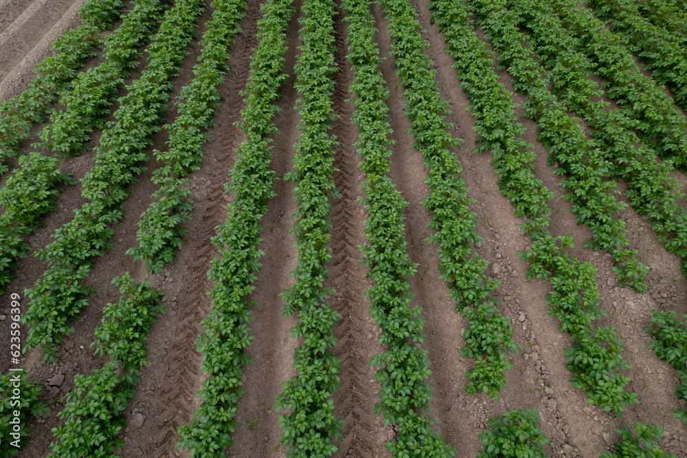 Green potato field, plantation with rows, aerial drone photo Green potato field, plantation with rows, aerial drone photo