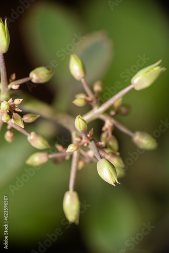 Flower buds  flower buds ready to be born in a garden in Brazil  selective focus.