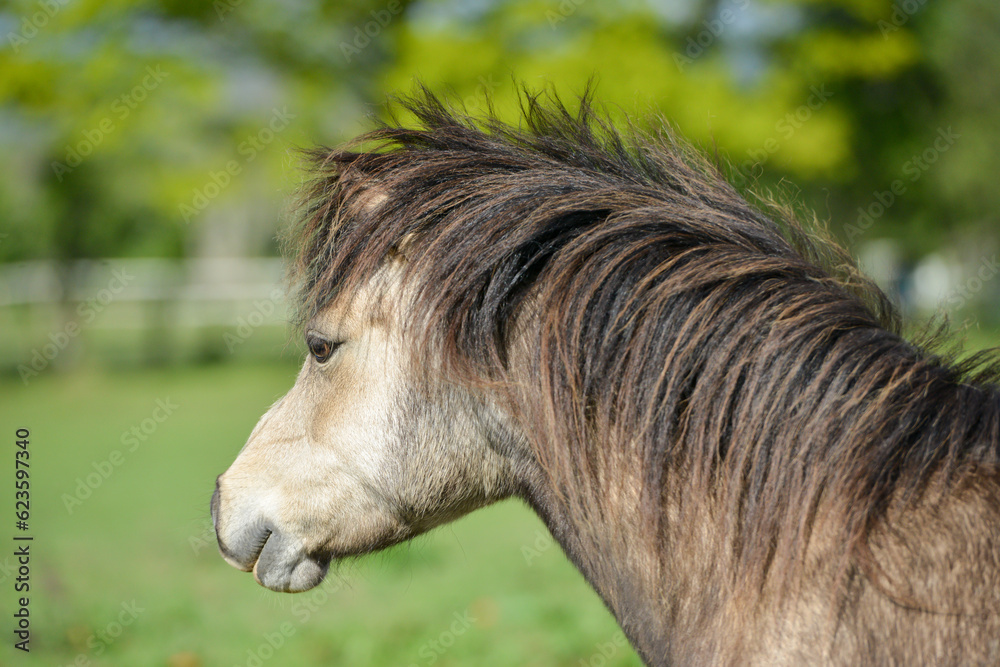 Close up shot of pretty long haired pony horse looking away into the distance at something out of shot , outdoors in English countryside. Close up shot of pretty long haired pony horse looking away into the distance at something out of shot , outdoors in English countryside.