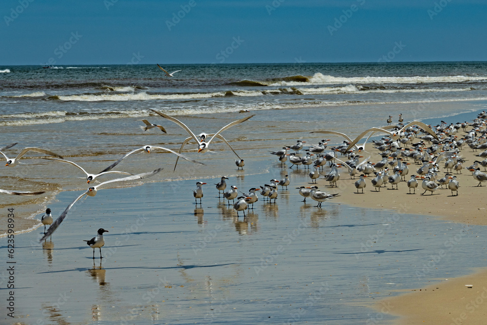 birds at a beach at Anastasia island in Florida