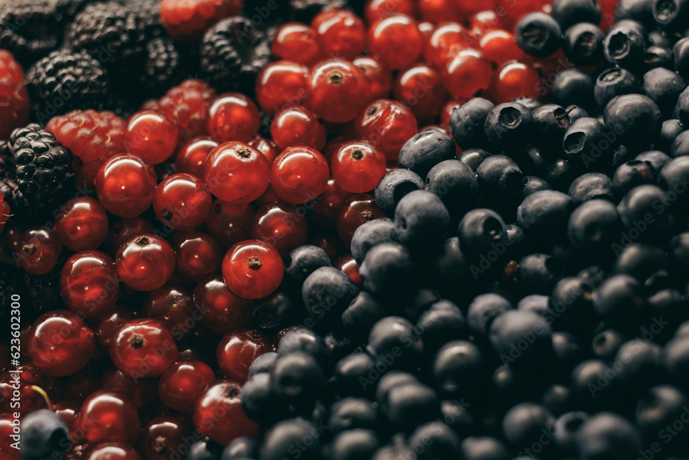 Close-up of red and black raspberries, blueberries and red currants berries. Selective focus, macro shot. Close-up of red and black raspberries, blueberries and red currants berries. Selective focus, macro shot.
