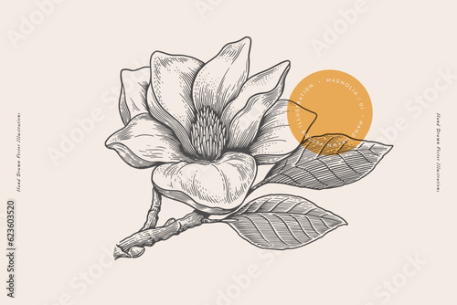 Magnolia flower and branch in engraving style. Beautiful ornamental plant, vector illustration. Botanical illustration for floral design in perfumery and cosmetology.