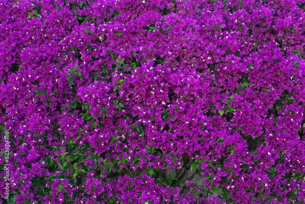Wall completely covered by a purple bouganvillea in full bloom. Bouganvillea background.