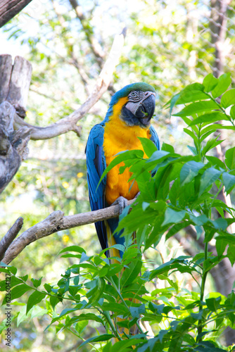 Blue and yellow macaw perched on tree