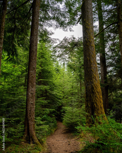 path in the forest