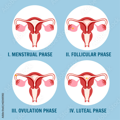 Phase of female reproductive system in vector illustration 