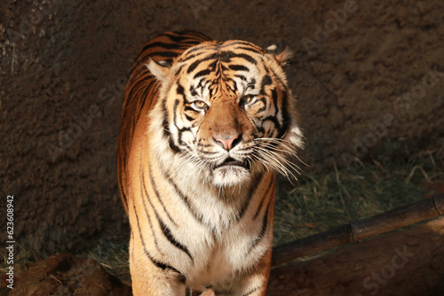 Sumatran tiger in the Los Angeles Zoo