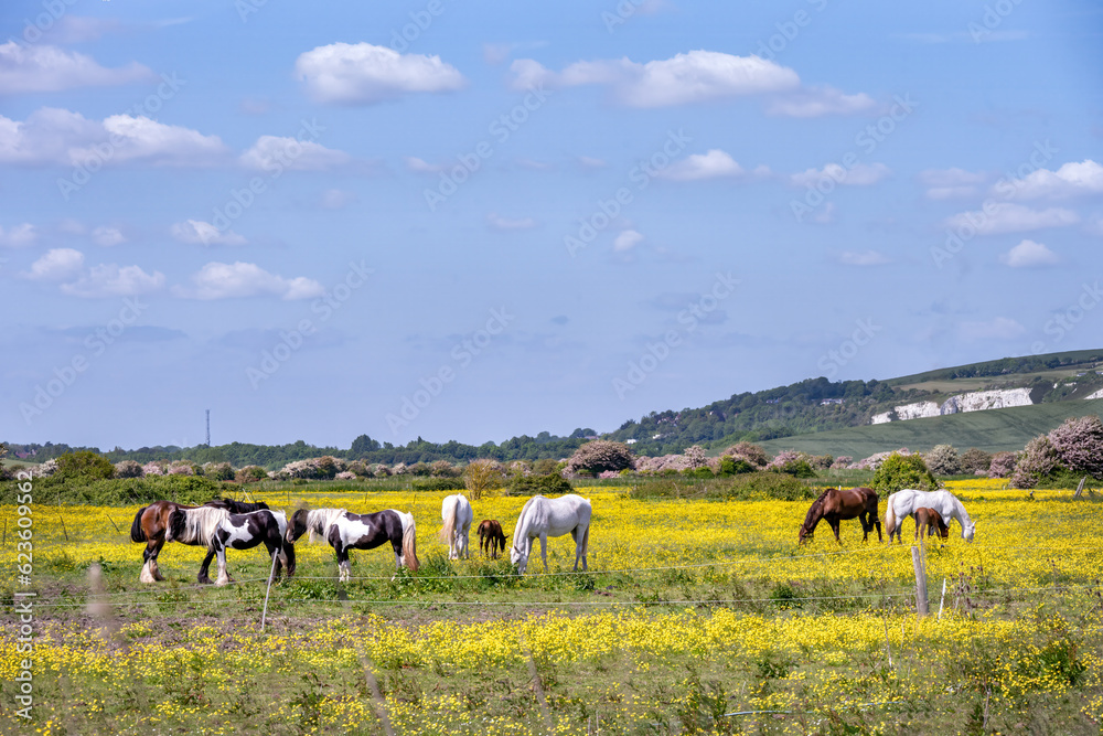 Obraz premium Walking around Rodmell in spring, East Sussex, England, horses in a field full of buttercups