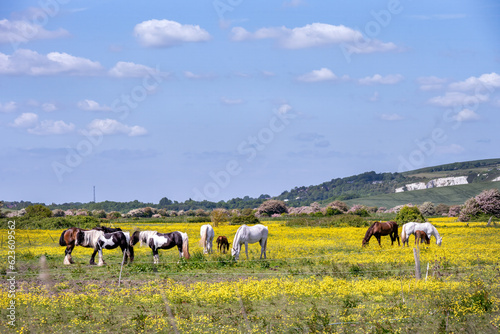 Walking around Rodmell in spring, East Sussex, England, horses in a field full of buttercups photo