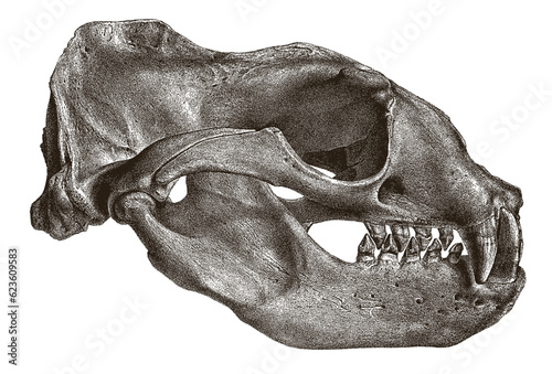 Skull of Steller sea lion eumetopias jubatus in side view
