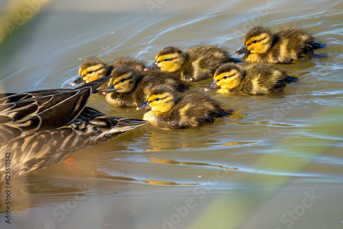 A female mallard (Anas platyrhynchos) with ducklings swimming on a lake.	