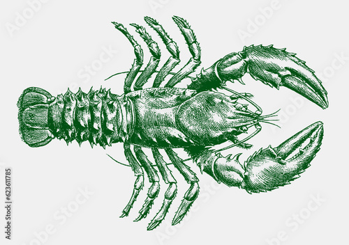 Eastern spiny crayfish euastacus spinifer in upper view, after antique copperplate
