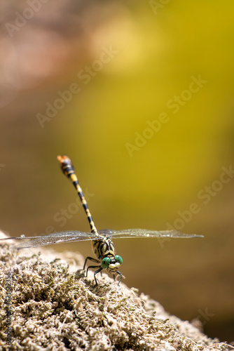 Small pincertail or green-eyed hook-tailed dragonfly isolated on nature background. Onychogomphus forcipatus. photo