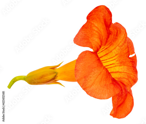 Chinese Trumpet Vine isolated on white background, Orange Chinese Trumpet Vine on white Background With clipping path.