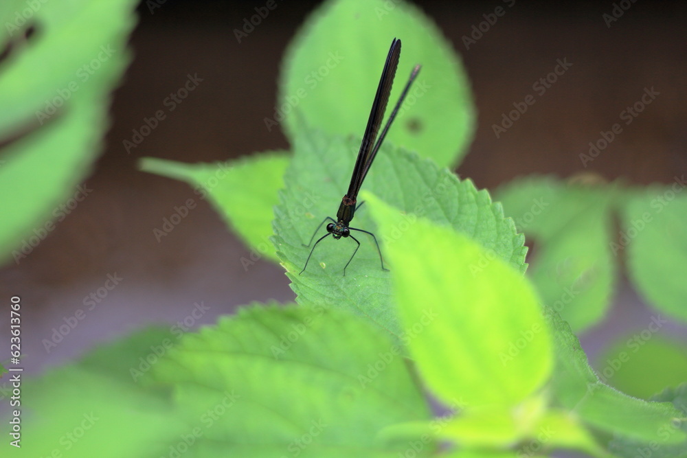 Fototapeta premium ハグロトンボの接写