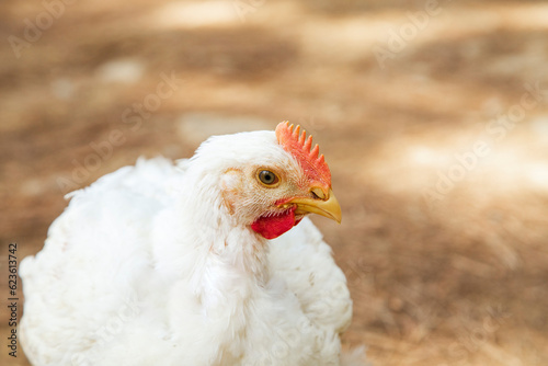Cuadro en lienzo Pollos de engorde Ross , granja de pollos Cobb.