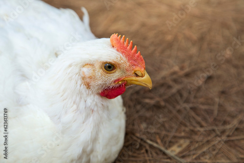 Pollos de engorde Ross , granja de pollos Cobb. photo