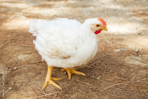 Pollos de engorde Ross , granja de pollos Cobb. photo