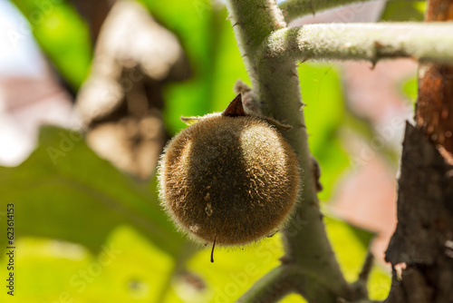 Cultivo de lulo común, Solanum quitoense o naranjilla photo