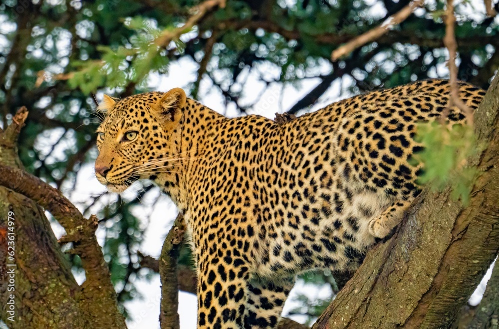 A wild Leopard in a tree seen on a safari in the Maasai Mara reserve in Kenya africa A wild Leopard in a tree seen on a safari in the Maasai Mara reserve in Kenya africa