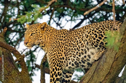 A wild Leopard in a tree seen on a safari in the Maasai Mara reserve in Kenya africa