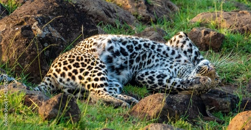 A wild Leopard seen on a safari in the Maasai Mara reserve in Kenya africa