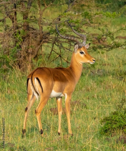 A buck impalla on the savannah of the Maasai Mara reserve, Kenya