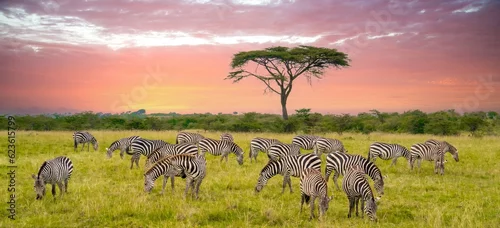 Obraz A herd of zebras on the savannah in the Maasi Mara, Kenya