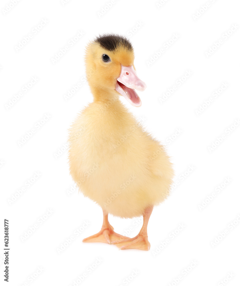 Fototapeta premium Baby animal. Cute fluffy duckling on white background